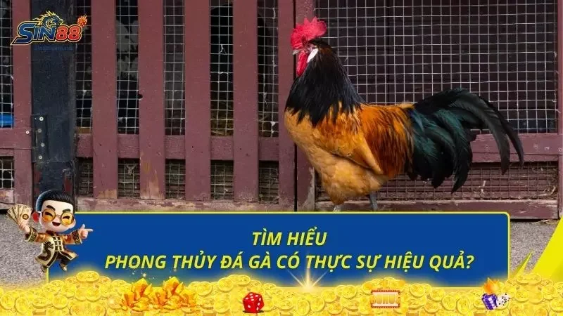 Đá gà về phong thủy có thực sự hiệu quả trong tình hình hiện nay