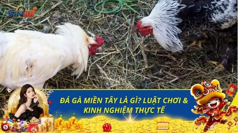 Đá Gà Miền Tây Là Gì? Luật Chơi & Kinh Nghiệm Thực Tế