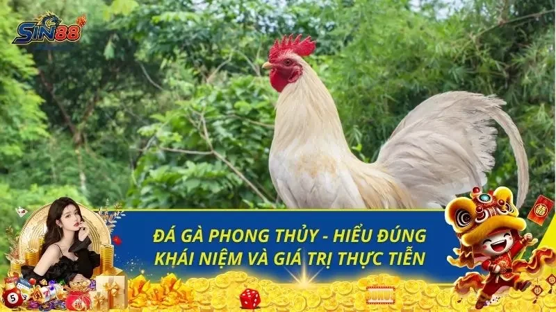 Đá Gà Phong Thủy - Hiểu Đúng Khái Niệm Và Giá Trị Thực Tiễn