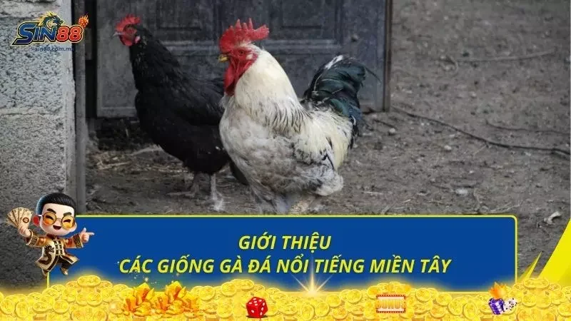 Điểm qua các giống đá gà đầy mạnh mẽ hiện nay
