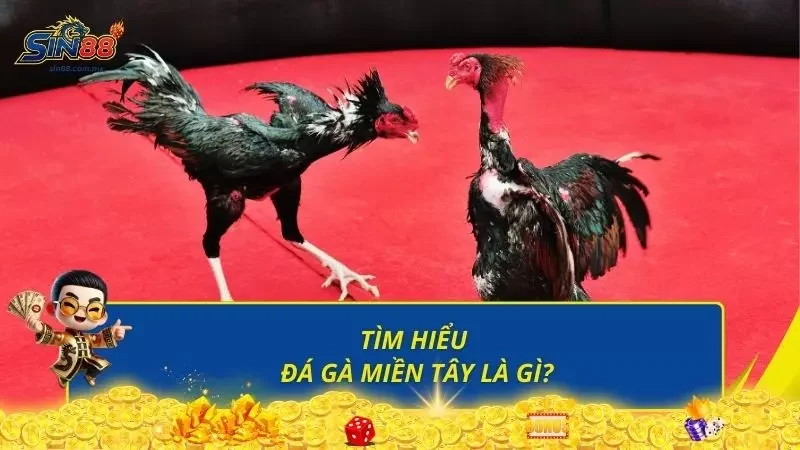 Sơ lược thông tin về hình thức đá gà đầy hấp dẫn